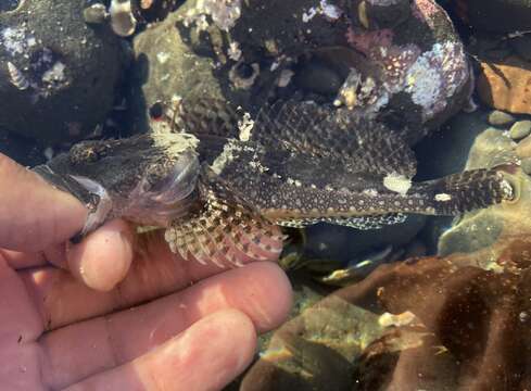 Image of Round-nosed sculpin