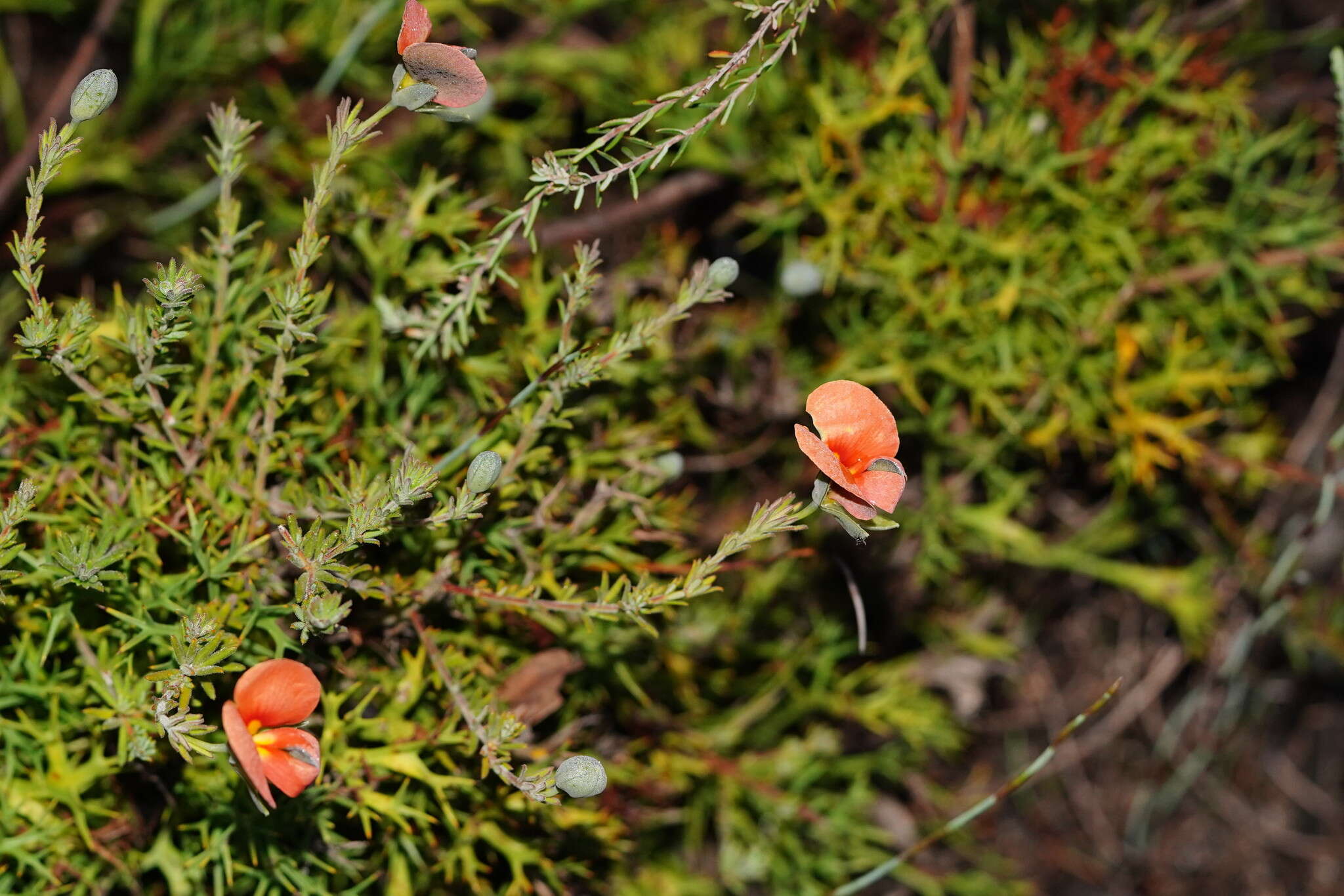 Слика од Gompholobium ecostatum Kuchel