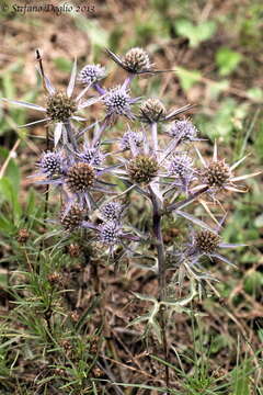 Eryngium amethystinum L. resmi