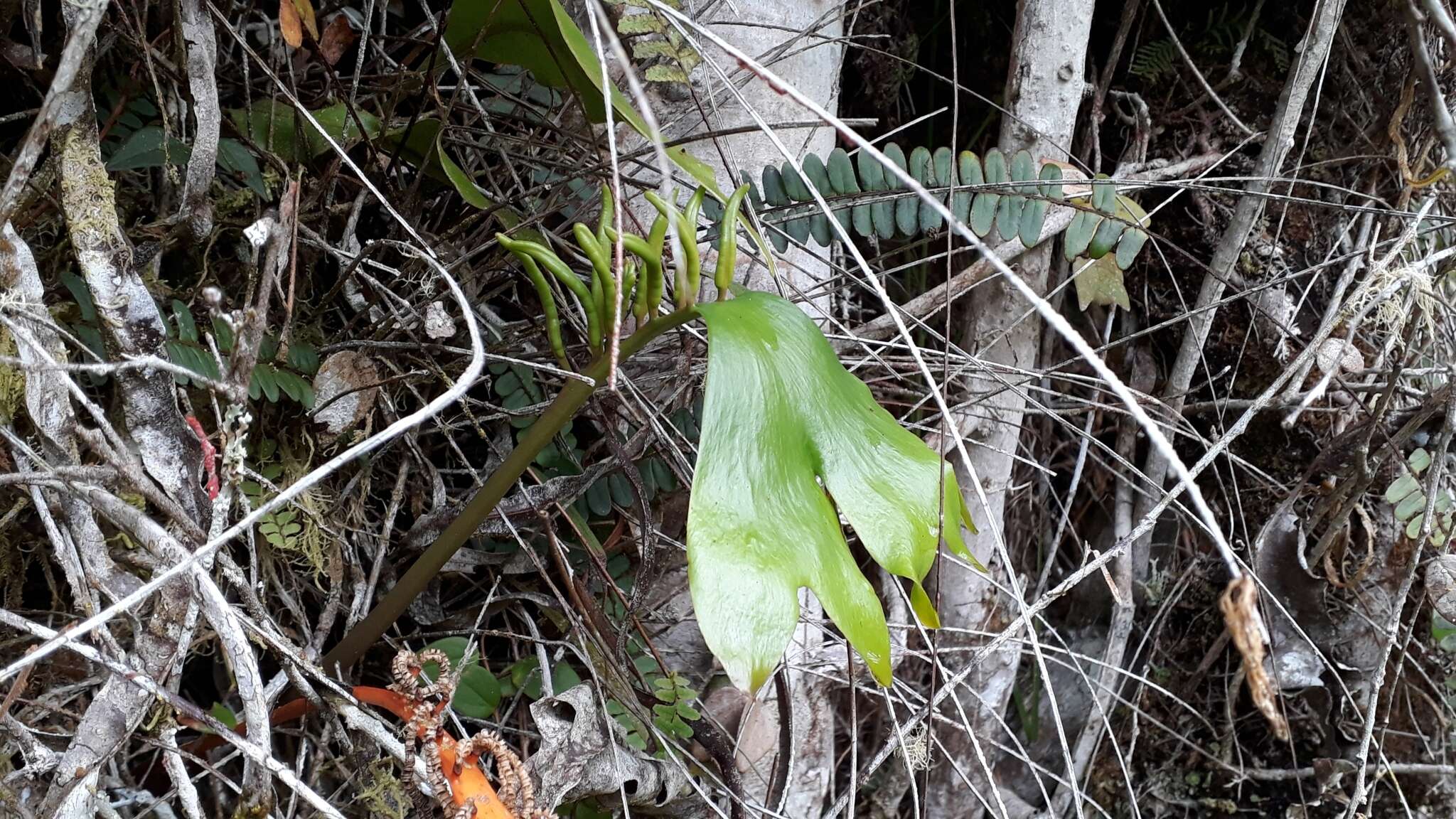 Image of cheiroglossa fern