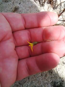 Image of Steirodiscus tagetes (L.) Schltr.