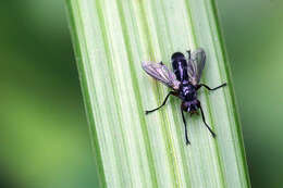 Image of Cylindromyia rufipes (Meigen 1824)