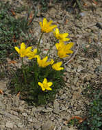 Image of Ranunculus millefoliatus Vahl