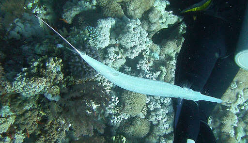 Image of Bluespotted cornetfish