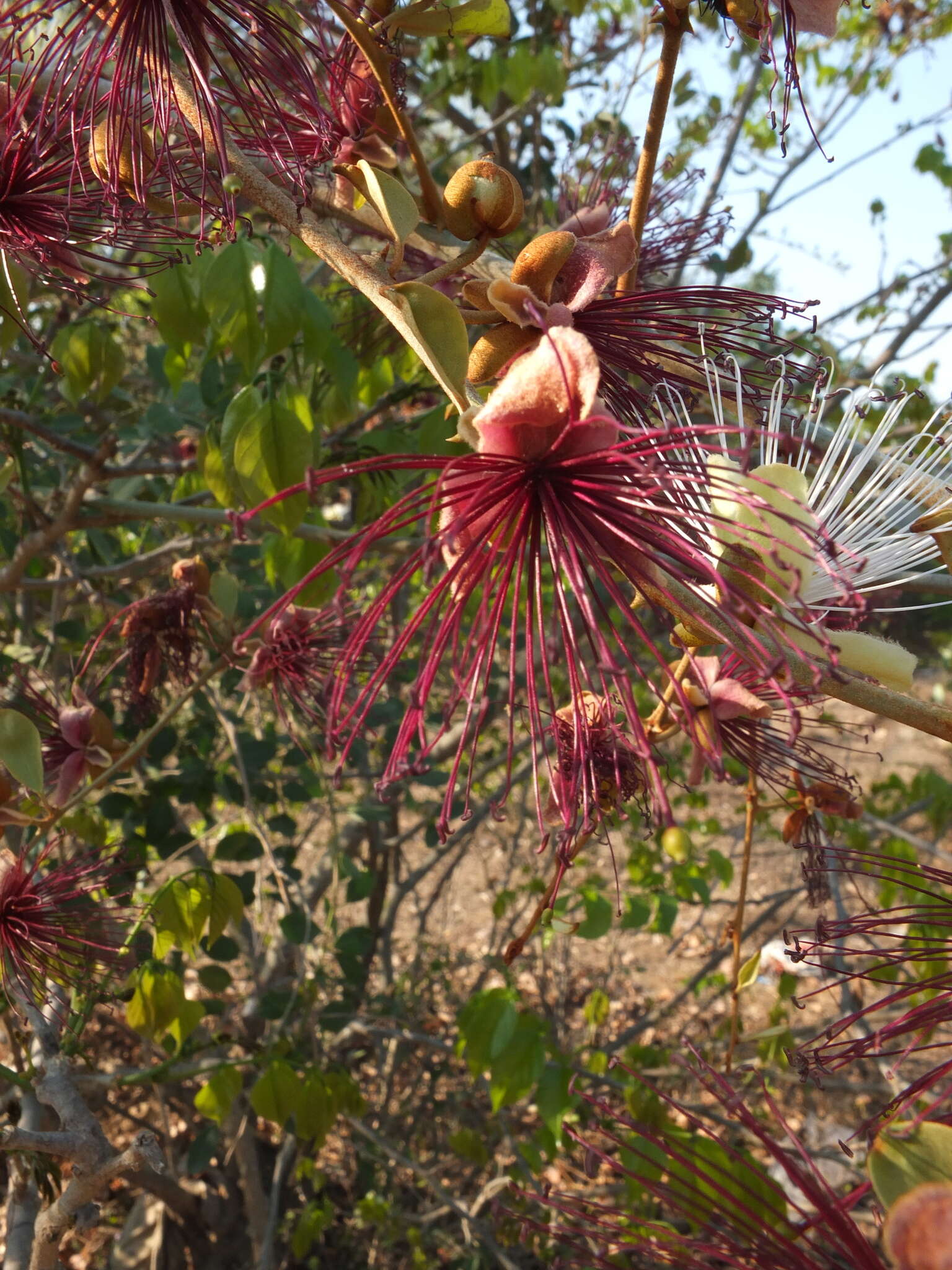 Capparis zeylanica L. resmi