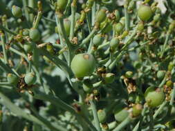 Image of sea kale