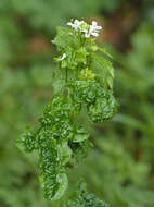 Image of Turnip crinkle virus