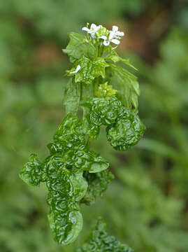 Image of Turnip crinkle virus