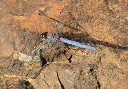 Image of Dark Dropwing