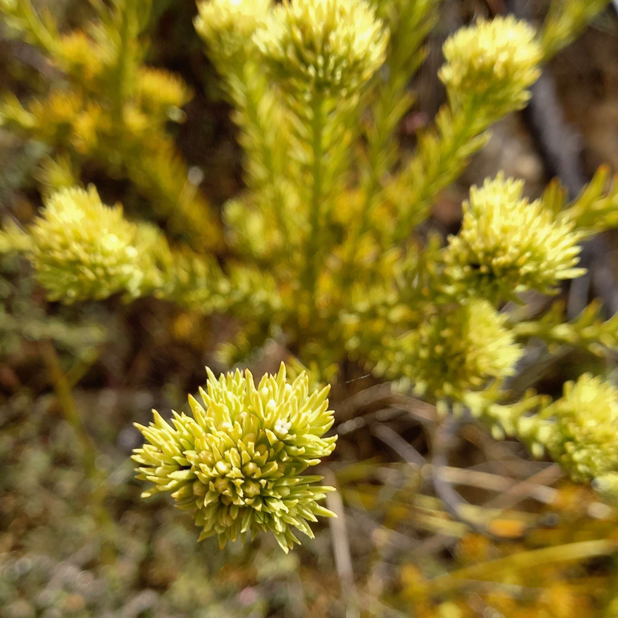 Image of Thesium carinatum A. DC.