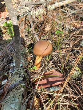 Image of Cortinarius thiersii Ammirati & A. H. Sm. 1977