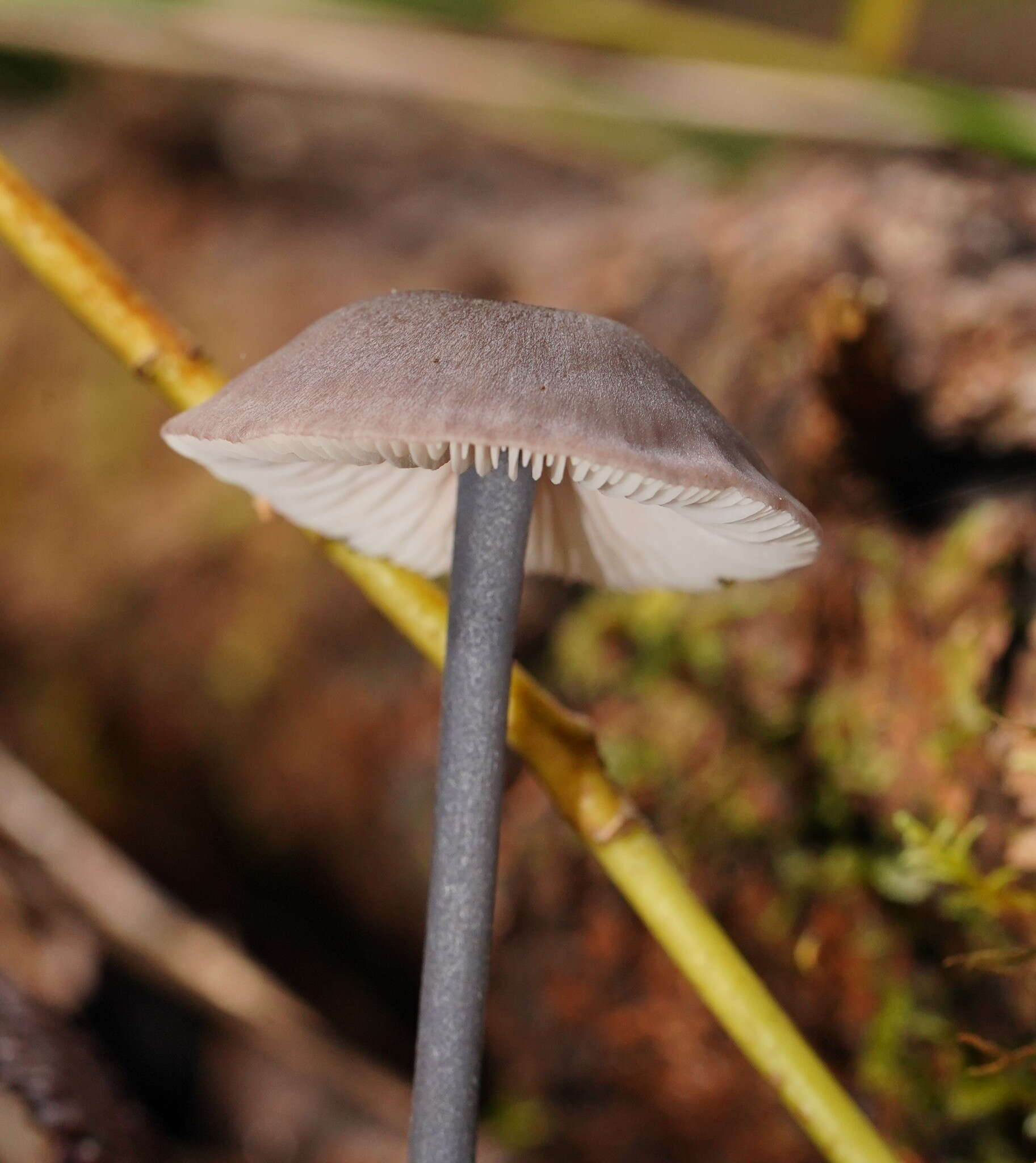 Image of Entoloma albidocoeruleum G. M. Gates & Noordel. 2007