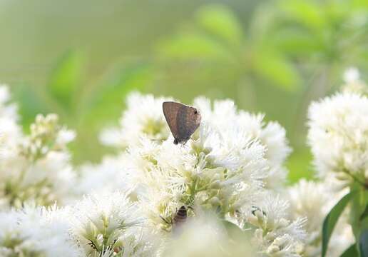 Imagem de Anthene lycaenina (Felder 1868)