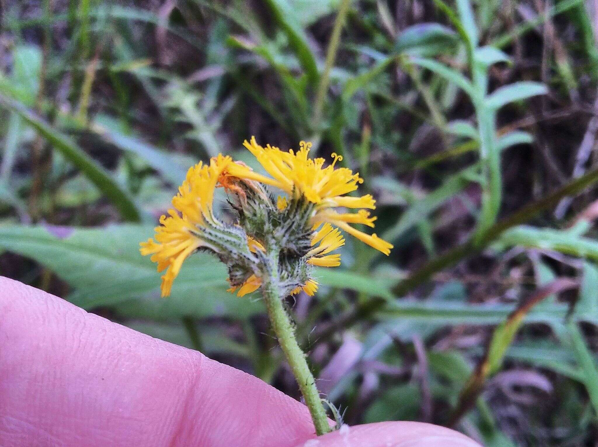 Image of Pilosella novosibirskensis N. N. Tupitsyna