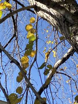 Image of katsura tree family