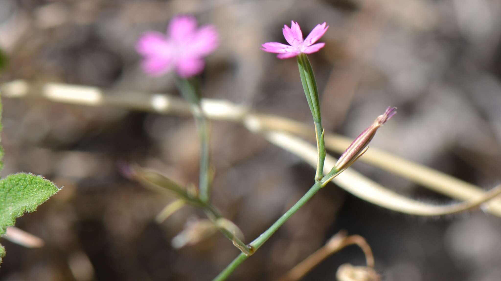 Image of Velezia quadridentata Sm.