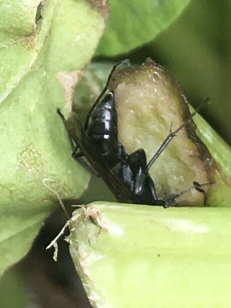 Image of Spider wasp