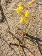 صورة Linaria loeselii Schweigger