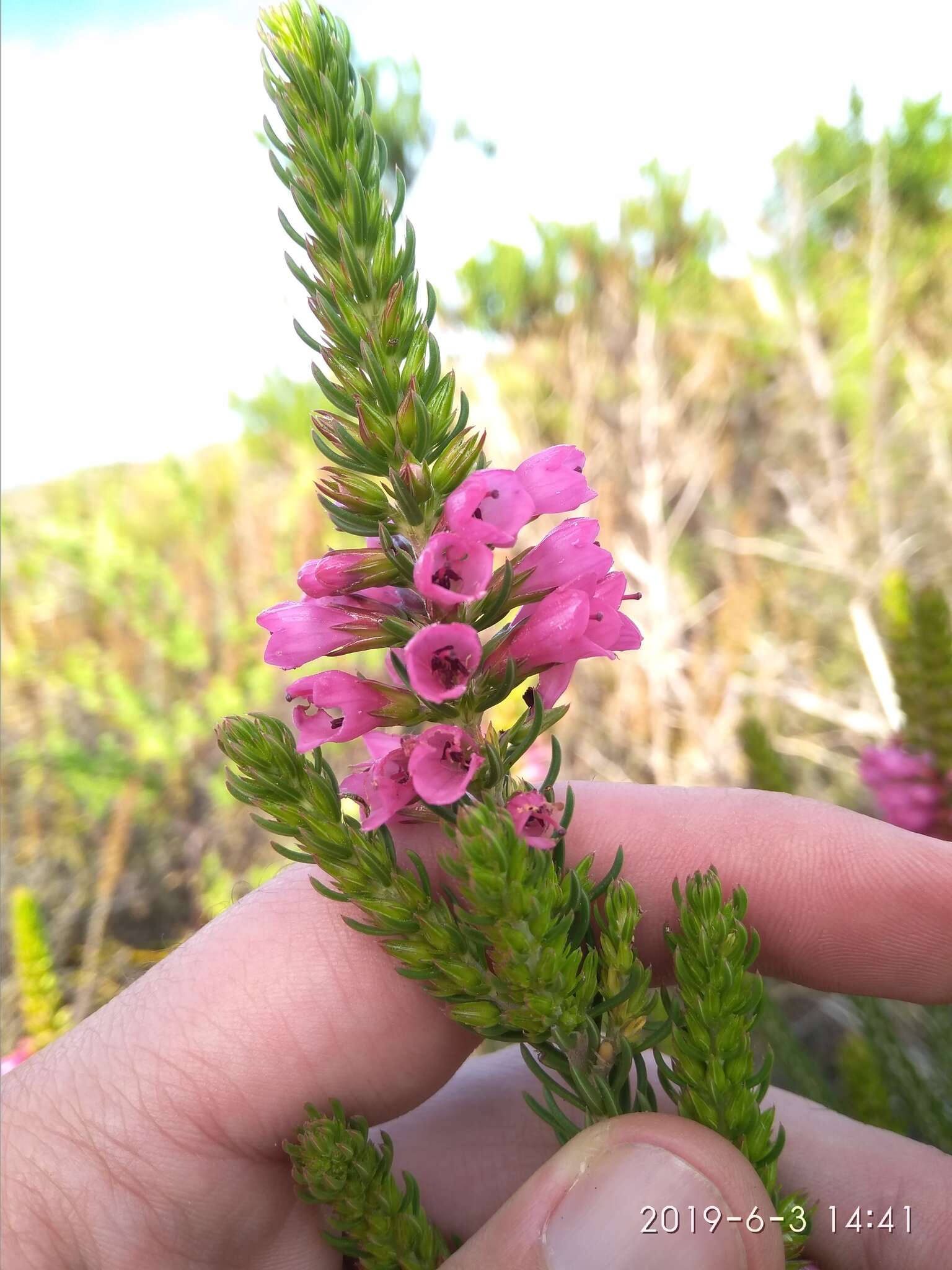 Image of Erica abietina subsp. constantiana E. G. H. Oliv. & I. M. Oliv.