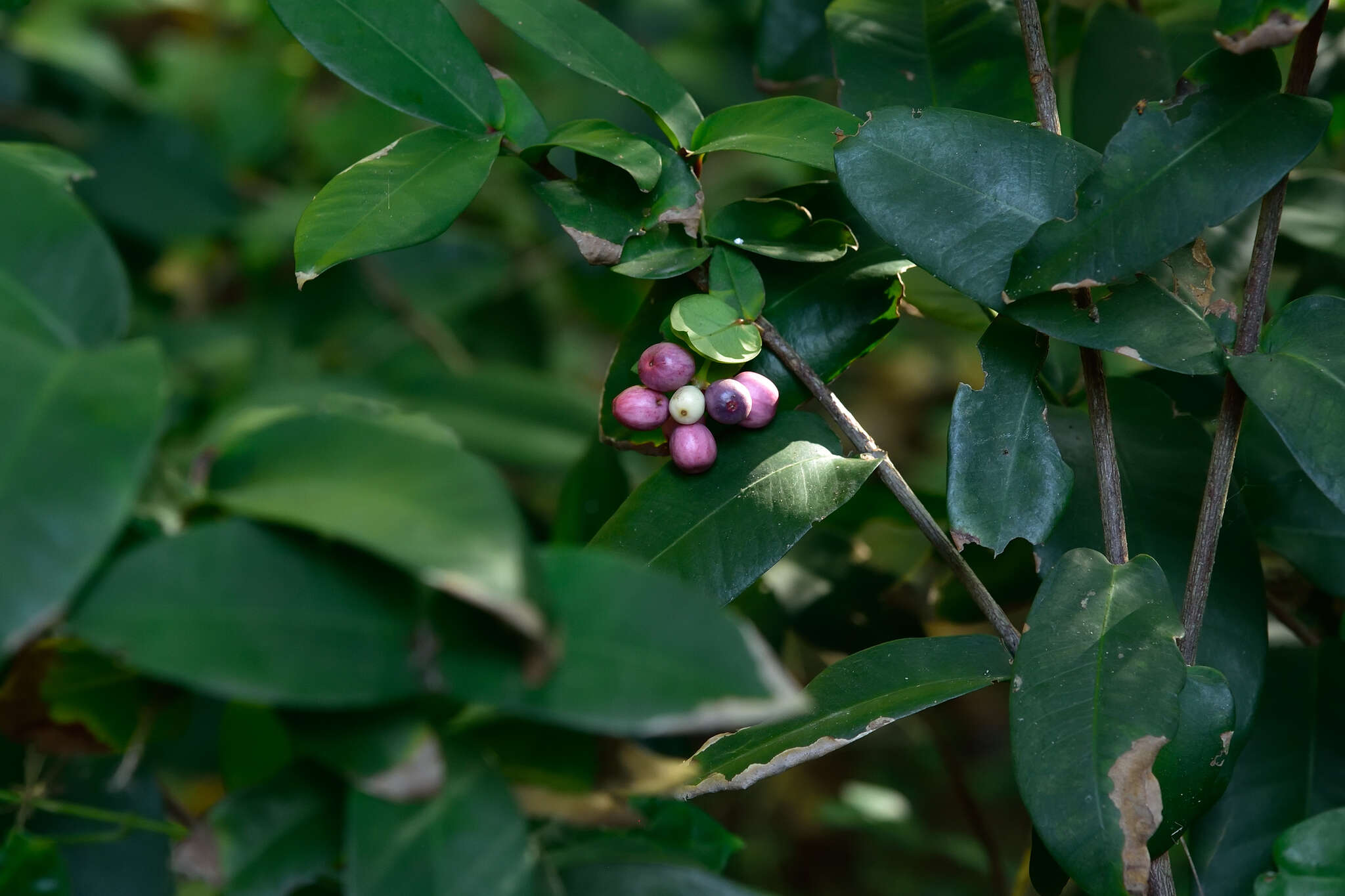 Image of Ixora philippinensis Merr.