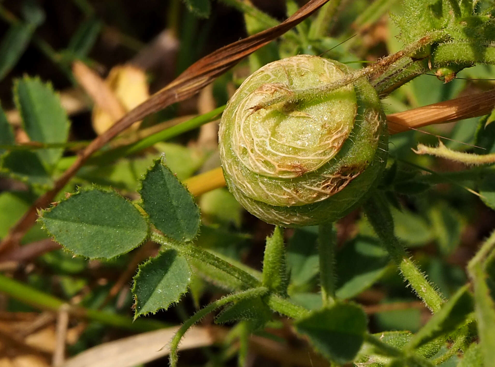 Image of snail medick