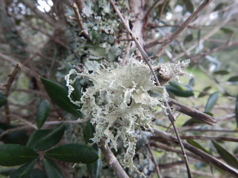 Image of cartilage lichen