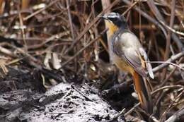 Image of Cape Robin