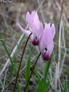 Image of <i>Cyclamen persicum</i> var. <i>autumnale</i> Grey-Wilson