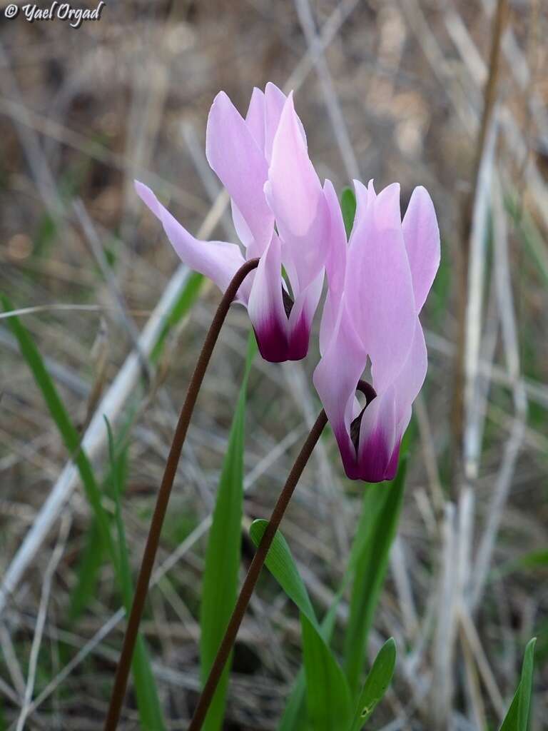 Image of <i>Cyclamen persicum</i> var. <i>autumnale</i> Grey-Wilson