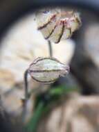 Image of apetalous catchfly