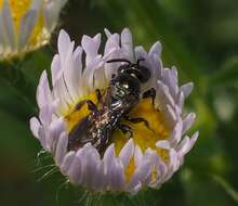 Image of Spurred Ceratina