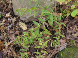 Image of <i>Solidago <i>caesia</i></i> var. caesia