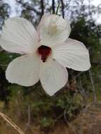 Image of Hibiscus heterophyllus Vent.