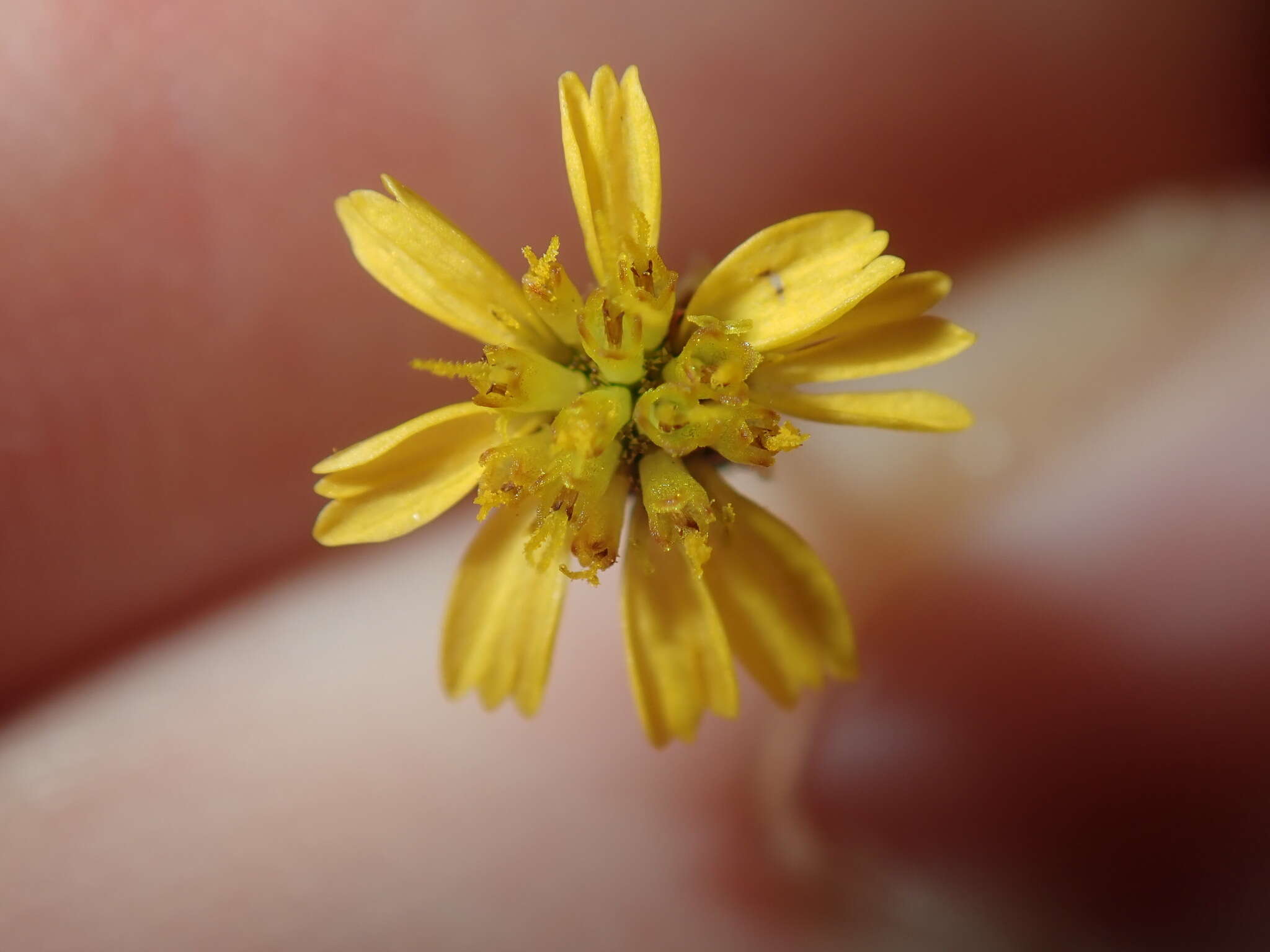 صورة Glossocardia bidens (Retz.) Veldk.