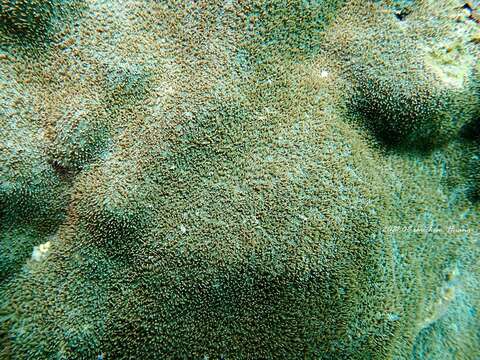 Image of Peacock Coral