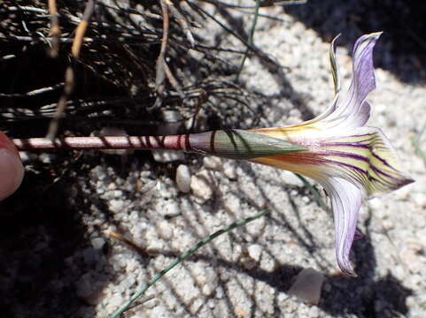 Image of Romulea atrandra var. esterhuyseniae M. P. de Vos