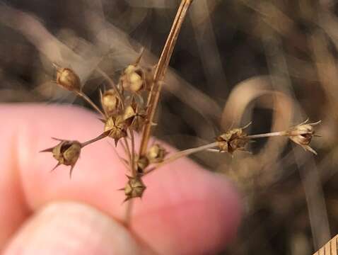 صورة Juncus anthelatus (Wiegand) R. E. Brooks