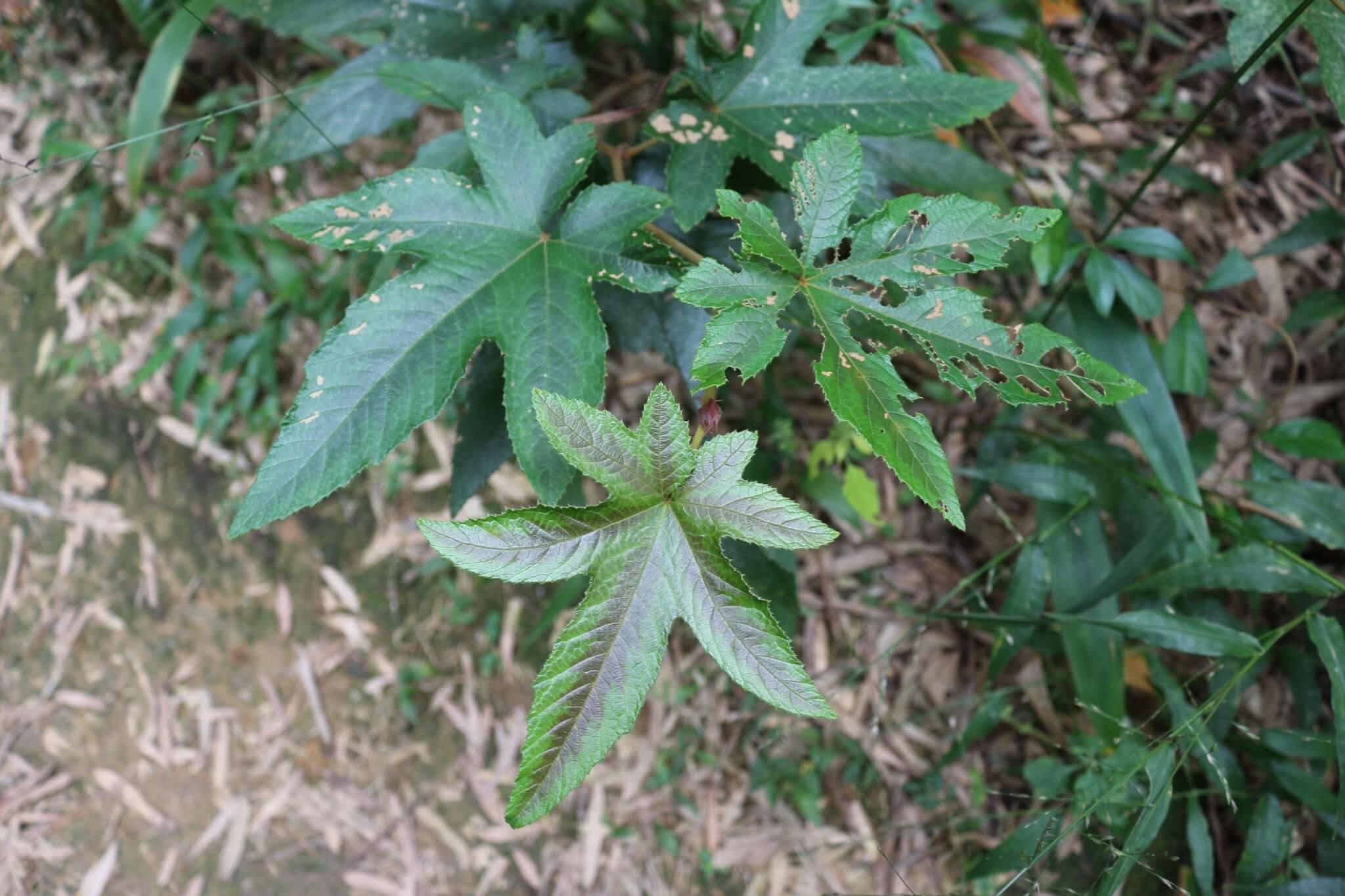 Image of Rubus reflexus var. lanceolobus F. P. Metcalf