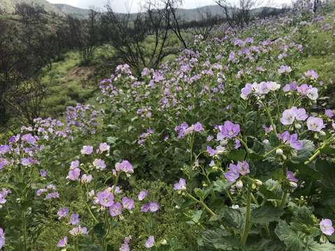 Phacelia grandiflora (Benth.) A. Gray的圖片