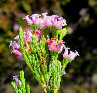 Plancia ëd Erica steinbergiana var. steinbergiana