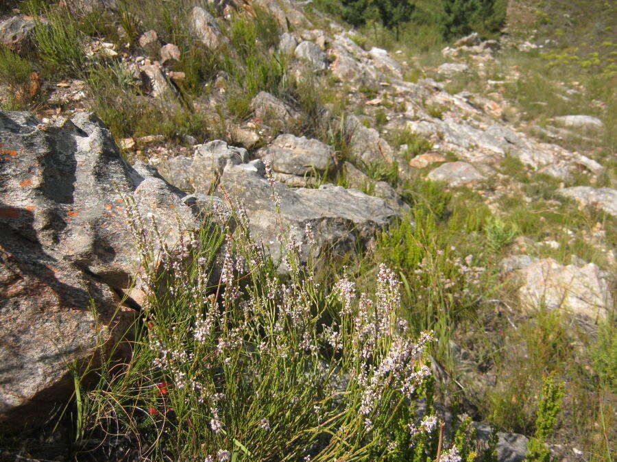 Image of Erica articularis var. articularis