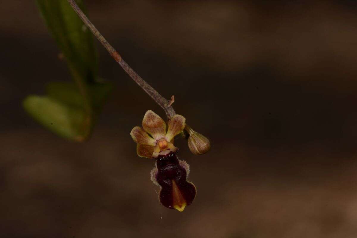 Image of Cottonia peduncularis (Lindl.) Rchb. fil.