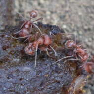 Plancia ëd Pogonomyrmex subnitidus Emery 1895