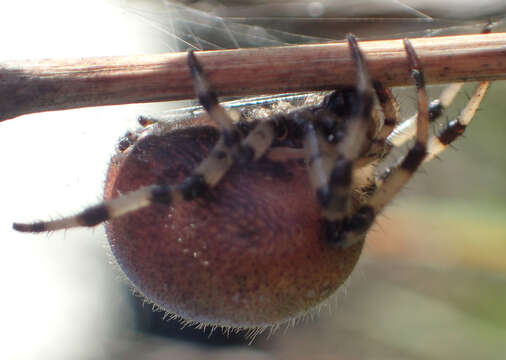 Image of Shamrock Orbweaver