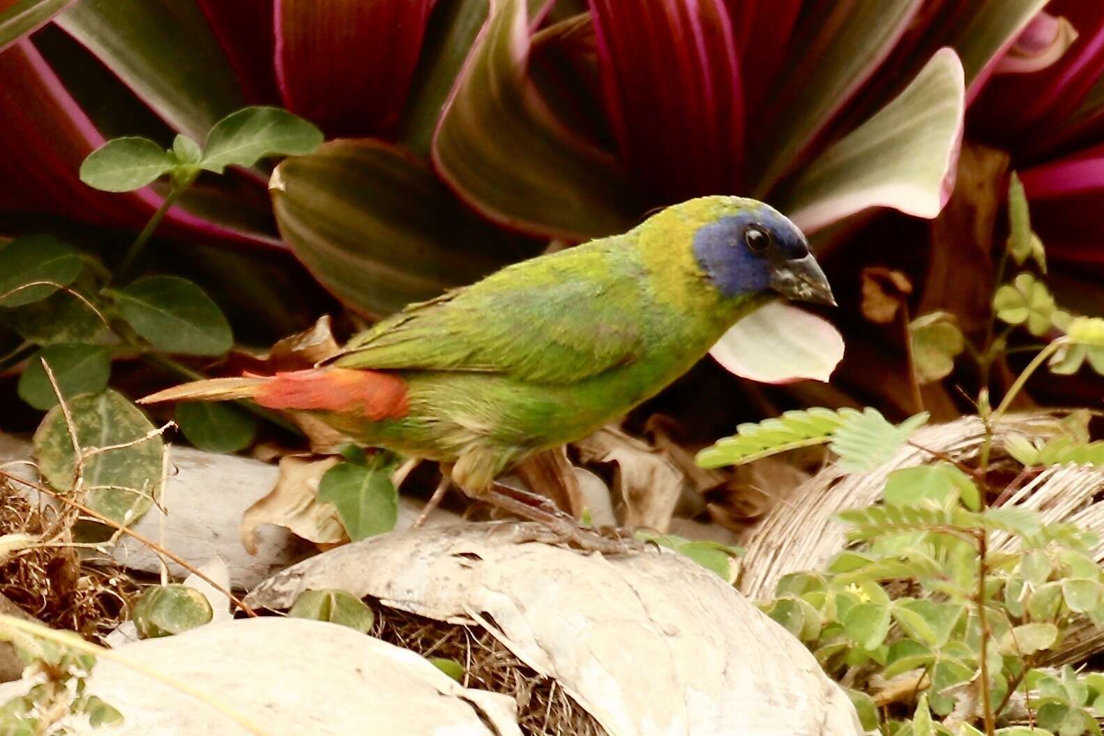 Image of Blue-faced Parrot-Finch
