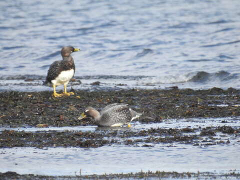 Image of Flying Steamer Duck