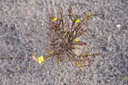 Image of Hibbertia subvaginata (Steudel) F. Müll.