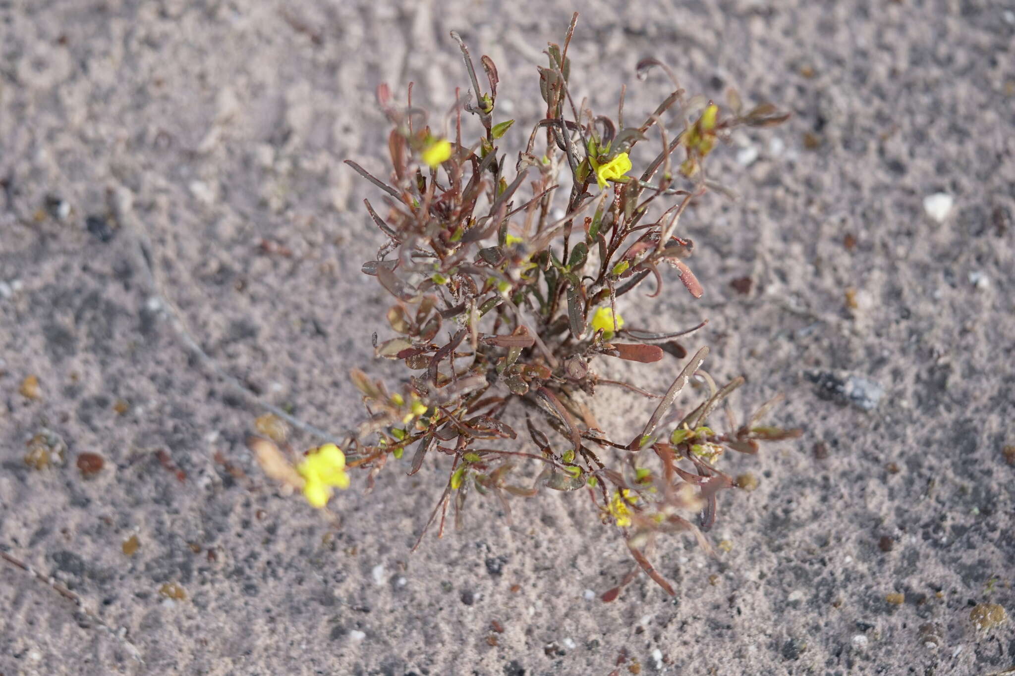 Image de Hibbertia subvaginata (Steudel) F. Müll.