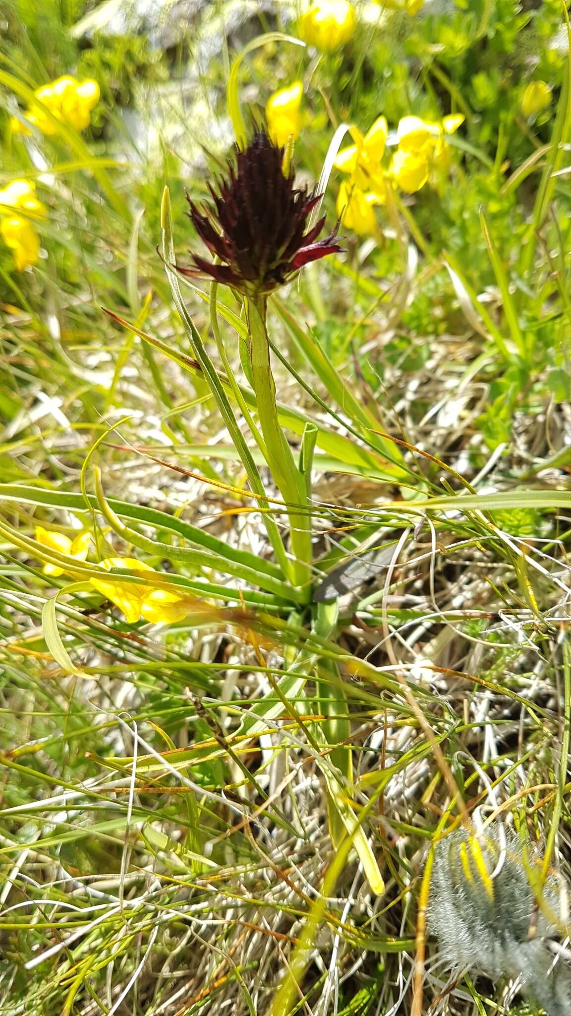 صورة Gymnadenia rhellicani (Teppner & E. Klein) Teppner & E. Klein