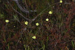 Image of Drosera intricata Planch.